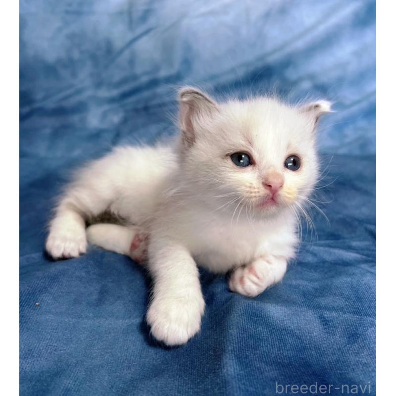 販売中の千葉県のラグドール-134375の7枚目