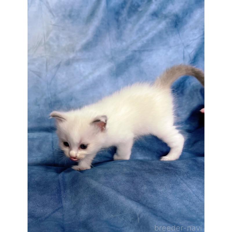 販売中の千葉県のラグドール-134375の5枚目