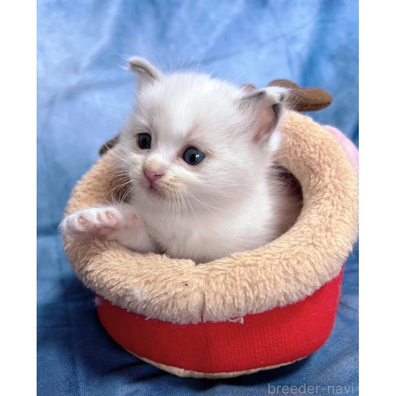 販売中の千葉県のラグドール-134375の4枚目