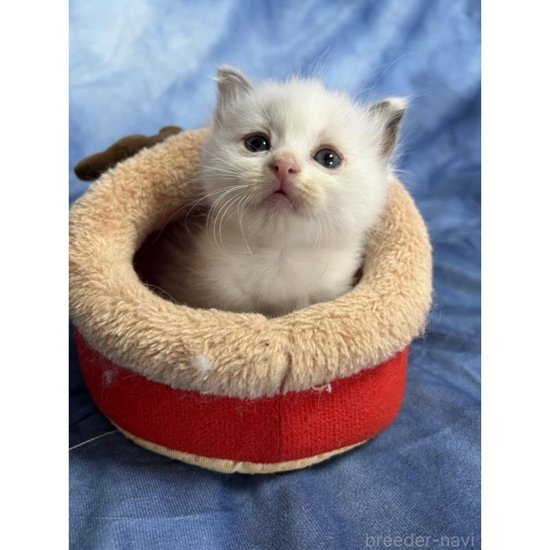 販売中の千葉県のラグドール-134375の3枚目