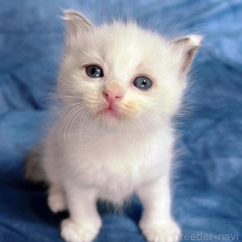 販売中の千葉県のラグドール-134375の2枚目