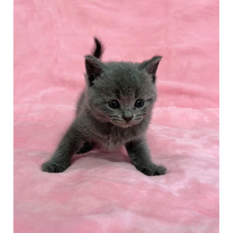 販売中の千葉県のブリティッシュショートヘア-134376の6枚目