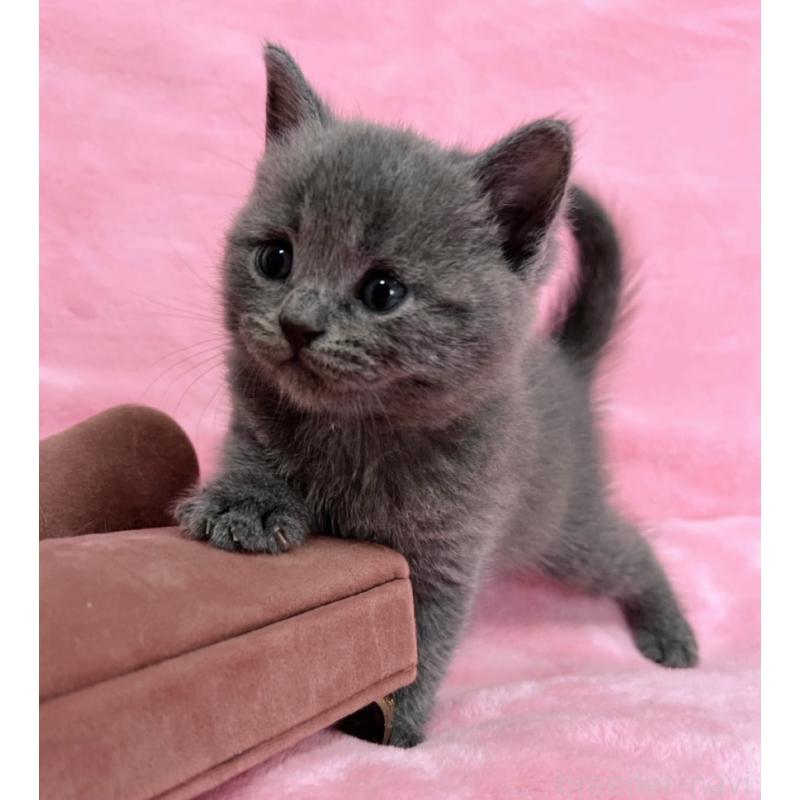 販売中の千葉県のブリティッシュショートヘア-134376の5枚目