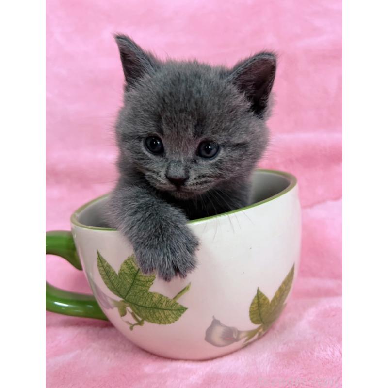 販売中の千葉県のブリティッシュショートヘア-134376の4枚目