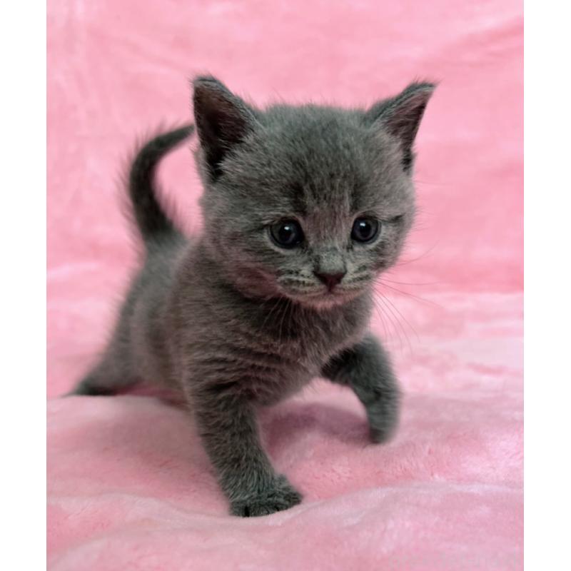 販売中の千葉県のブリティッシュショートヘア-134376の3枚目