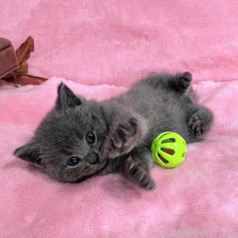 販売中の千葉県のブリティッシュショートヘア-134376の2枚目