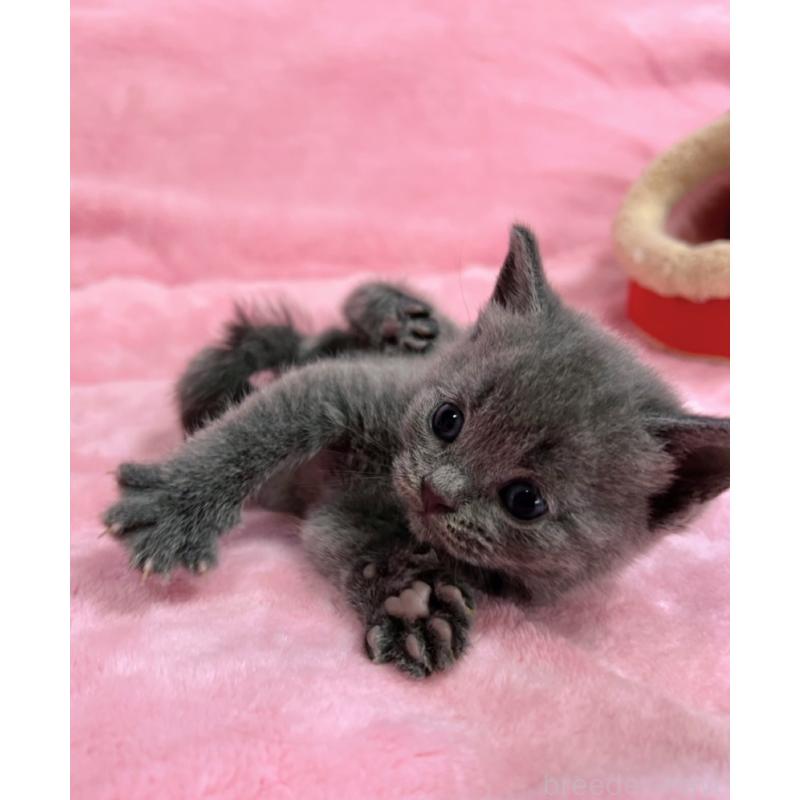 販売中の千葉県のブリティッシュショートヘア-134377の6枚目