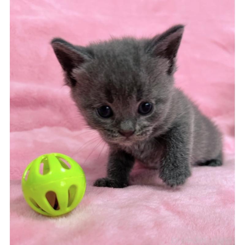 販売中の千葉県のブリティッシュショートヘア-134377の5枚目