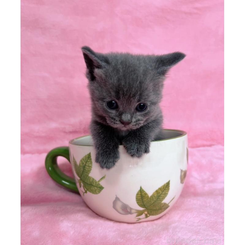 販売中の千葉県のブリティッシュショートヘア-134377の3枚目