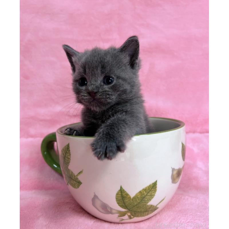 販売中の千葉県のブリティッシュショートヘア-134377の2枚目