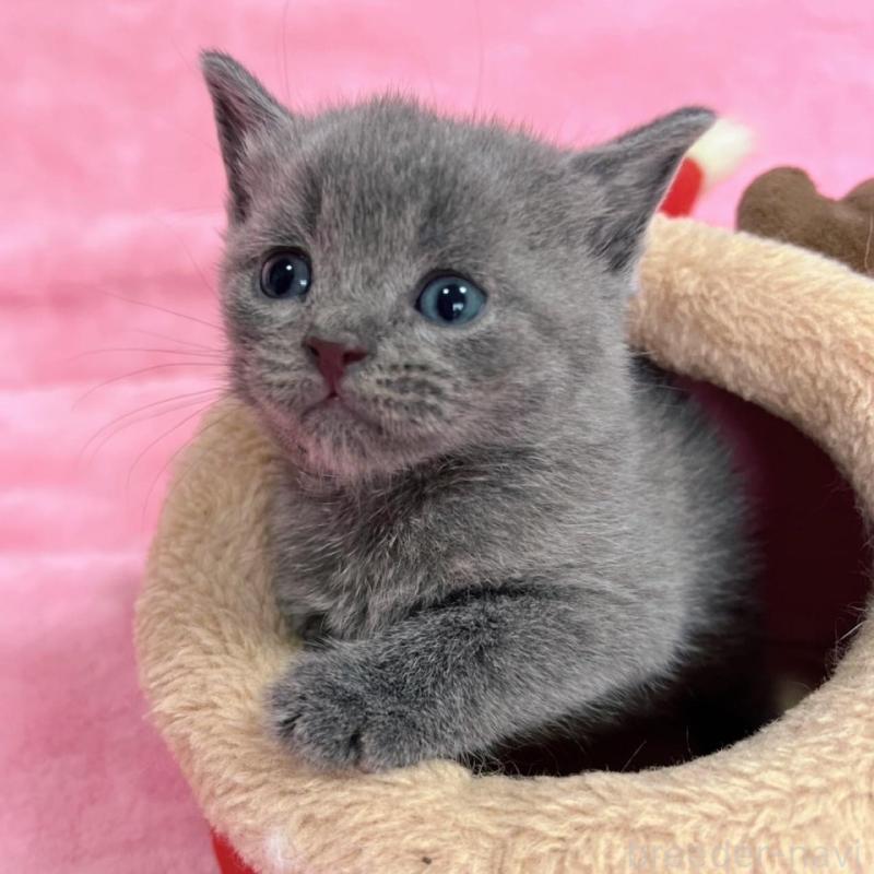 販売中の千葉県のブリティッシュショートヘア-134377の1枚目