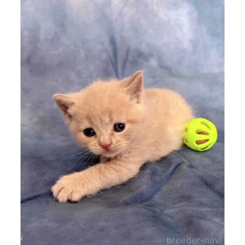 販売中の千葉県のブリティッシュショートヘア-134378の10枚目