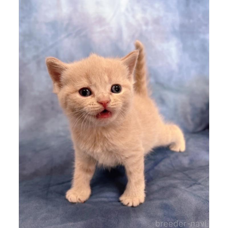 販売中の千葉県のブリティッシュショートヘア-134378の9枚目