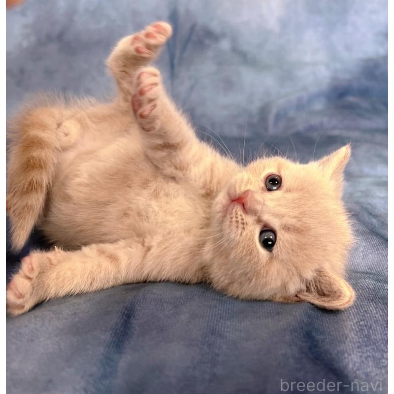 販売中の千葉県のブリティッシュショートヘア-134378の8枚目