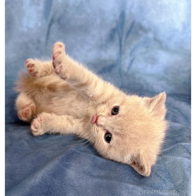 販売中の千葉県のブリティッシュショートヘア-134378の7枚目