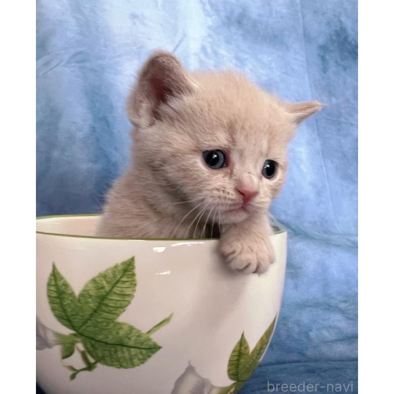 販売中の千葉県のブリティッシュショートヘア-134378の5枚目