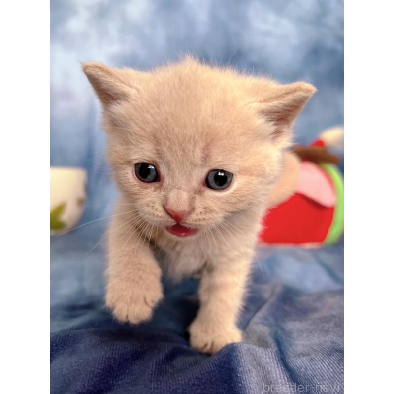 販売中の千葉県のブリティッシュショートヘア-134378の4枚目