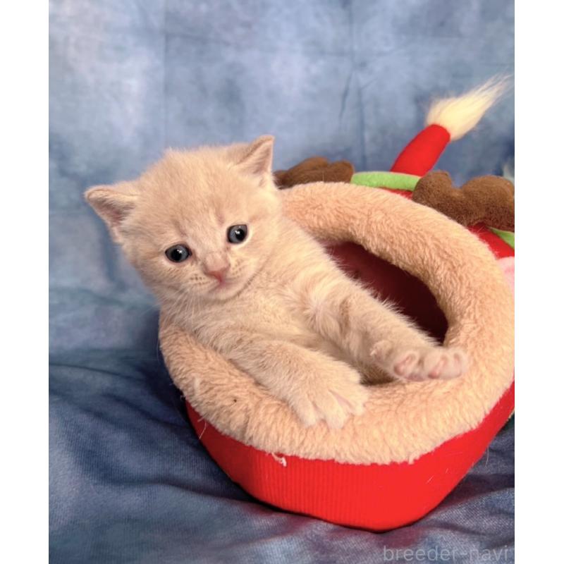 販売中の千葉県のブリティッシュショートヘア-134378の3枚目