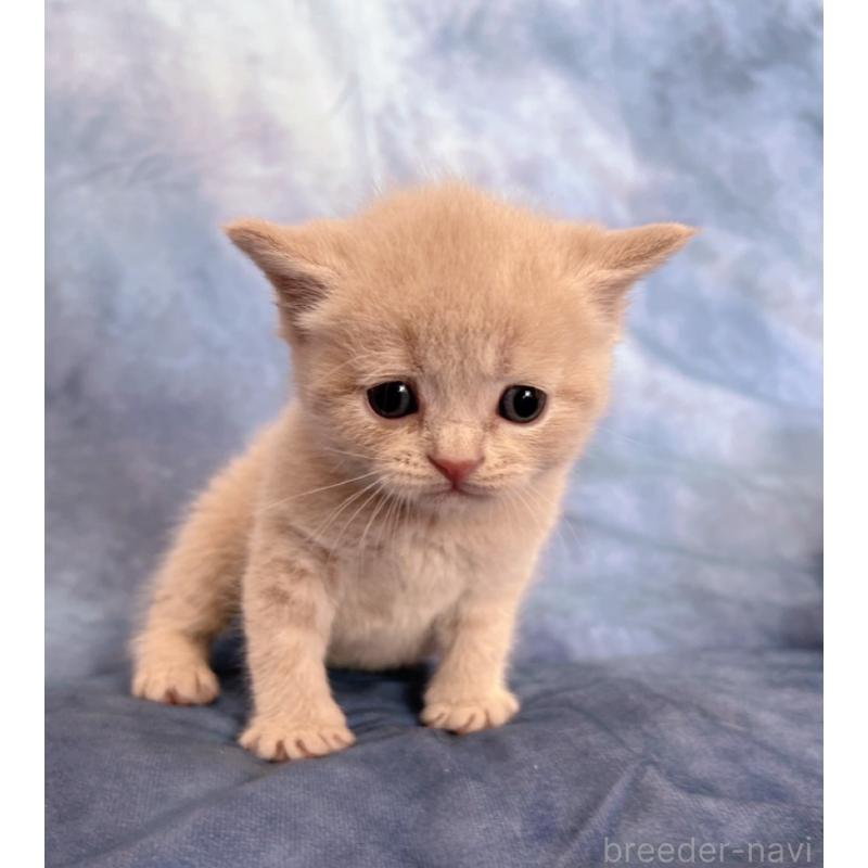 販売中の千葉県のブリティッシュショートヘア-134378の2枚目