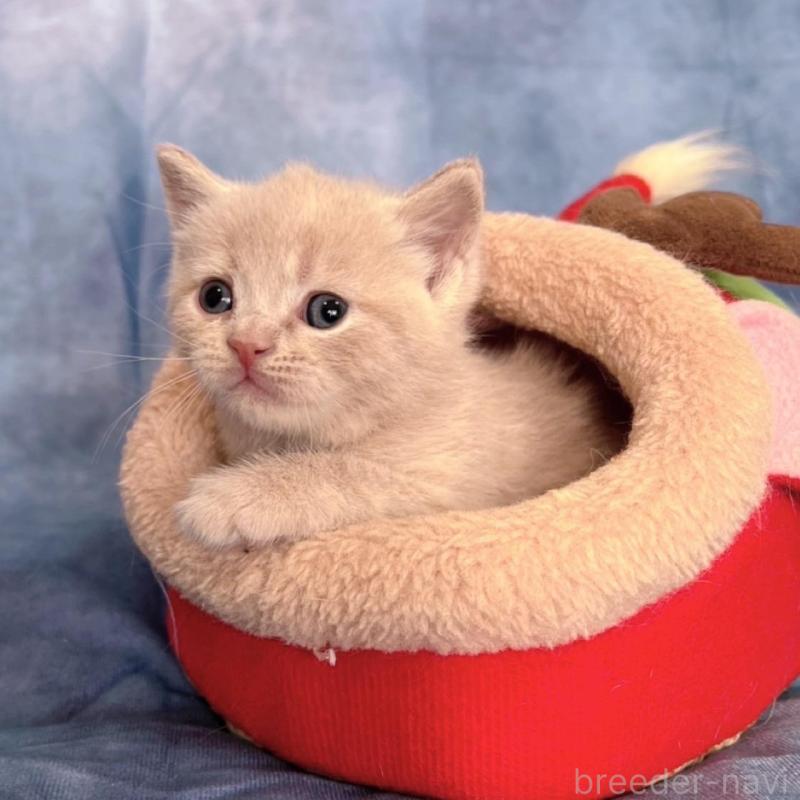 販売中の千葉県のブリティッシュショートヘア-134378の1枚目