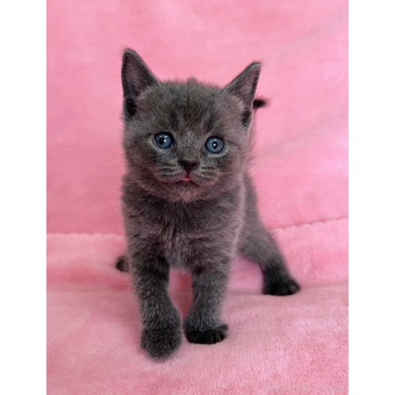 販売中の千葉県のブリティッシュショートヘア-134379の8枚目