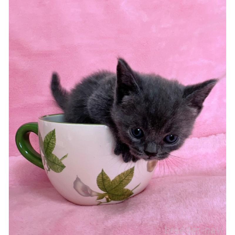 販売中の千葉県のブリティッシュショートヘア-134379の7枚目