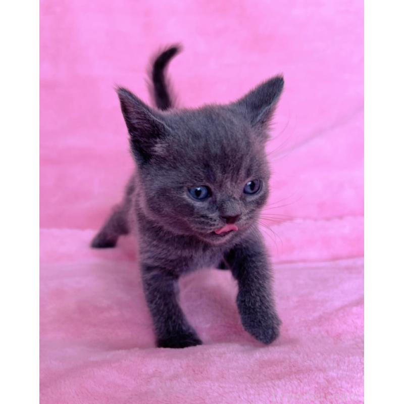 販売中の千葉県のブリティッシュショートヘア-134379の6枚目