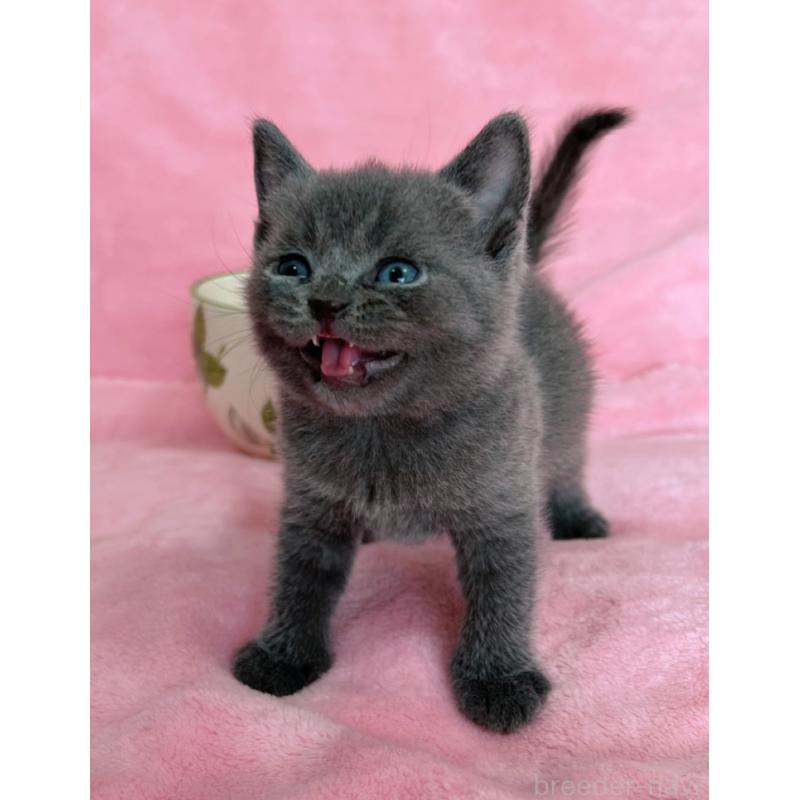 販売中の千葉県のブリティッシュショートヘア-134379の3枚目