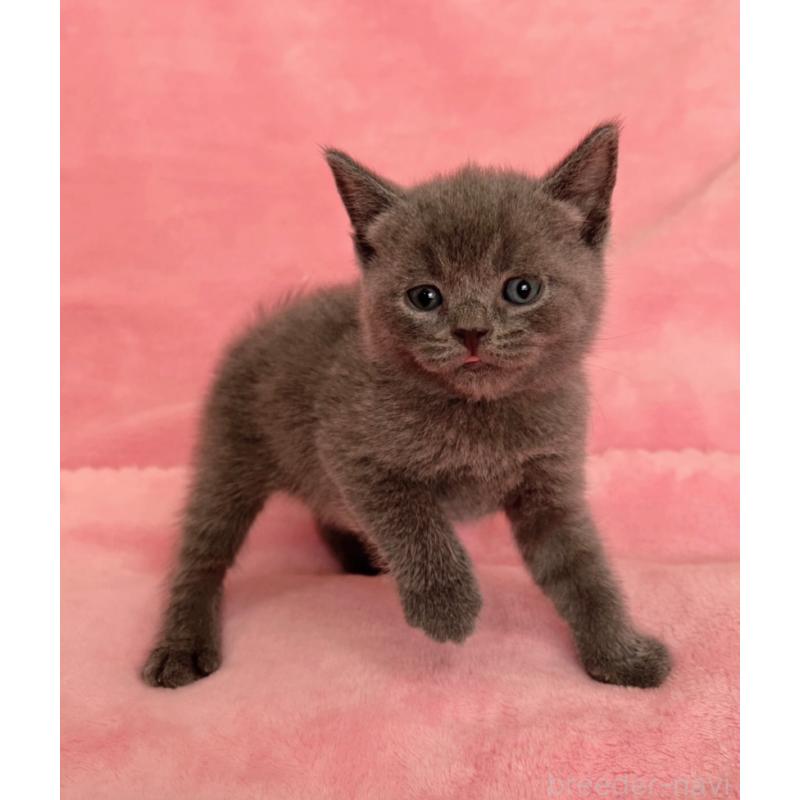 販売中の千葉県のブリティッシュショートヘア-134379の2枚目