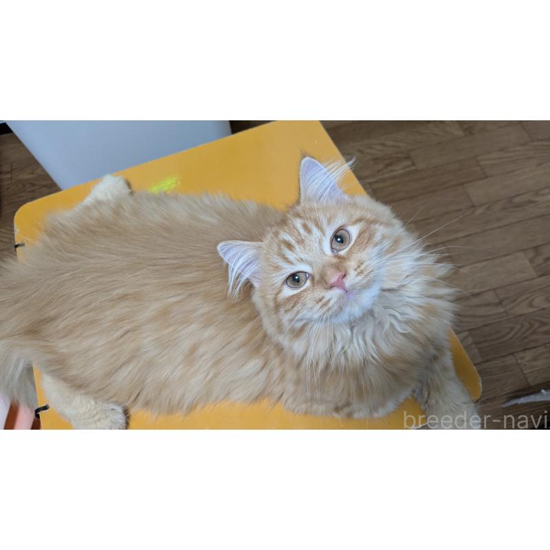 販売中の大阪府のミヌエット-128995の5枚目