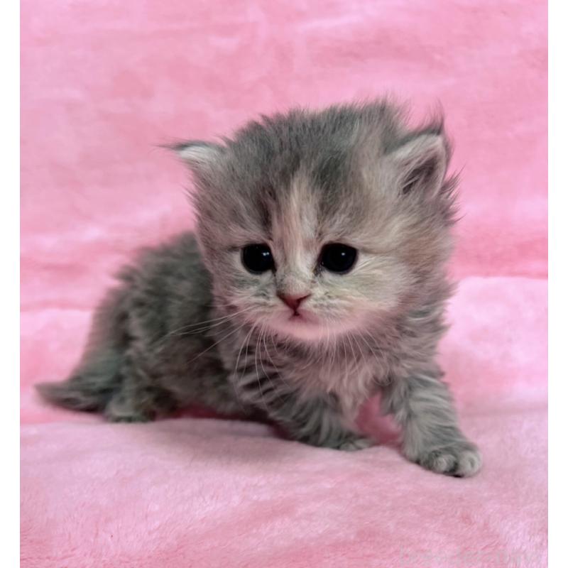 販売中の千葉県のサイベリアン-134380の11枚目