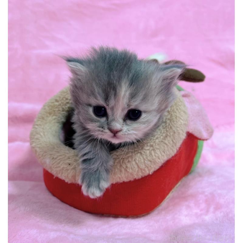 販売中の千葉県のサイベリアン-134380の9枚目