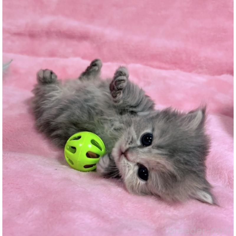 販売中の千葉県のサイベリアン-134380の8枚目