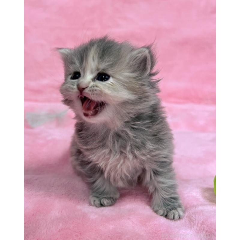 販売中の千葉県のサイベリアン-134380の7枚目