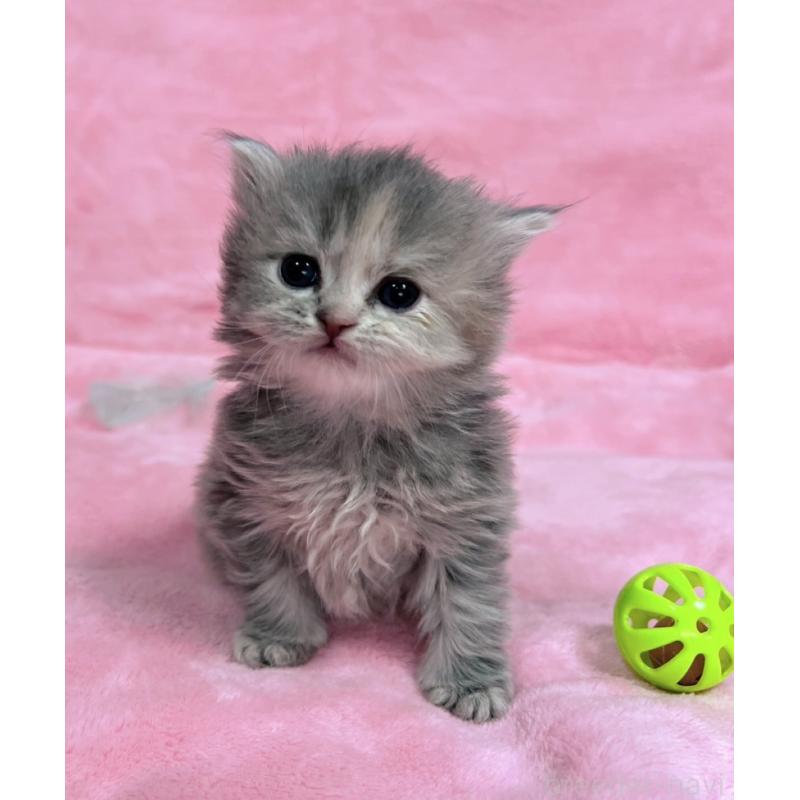 販売中の千葉県のサイベリアン-134380の6枚目