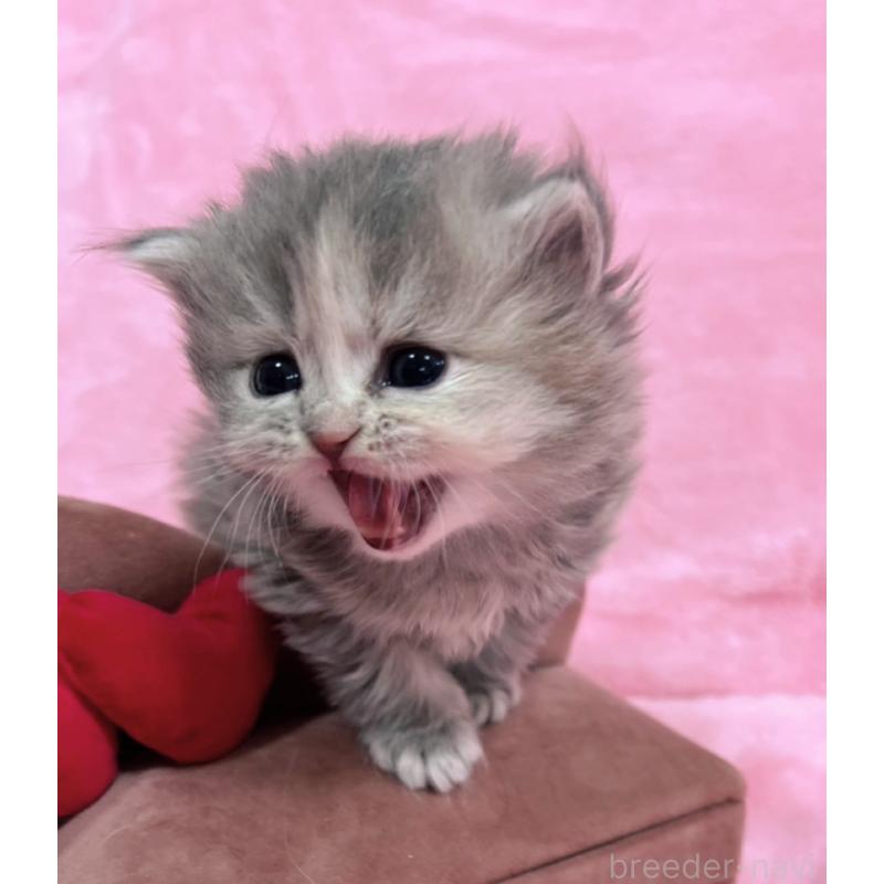 販売中の千葉県のサイベリアン-134380の4枚目