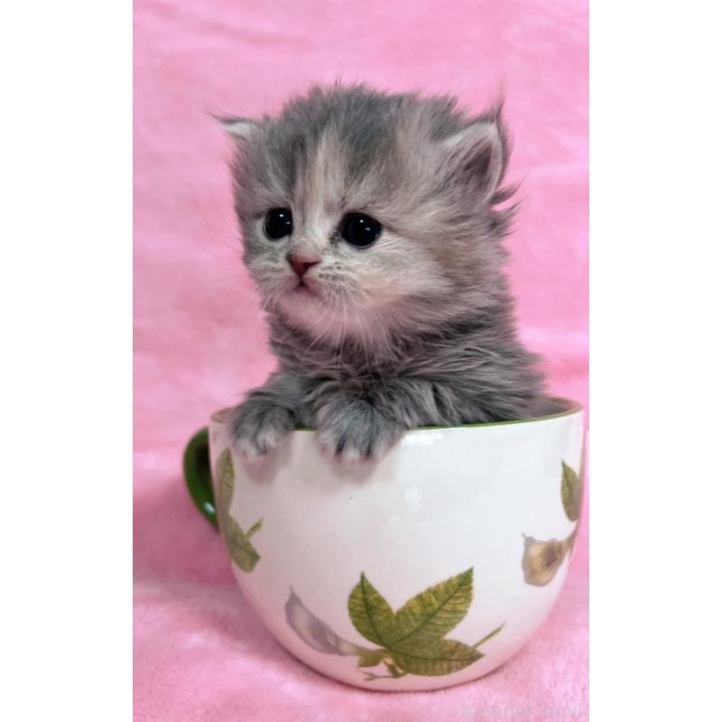 販売中の千葉県のサイベリアン-134380の3枚目