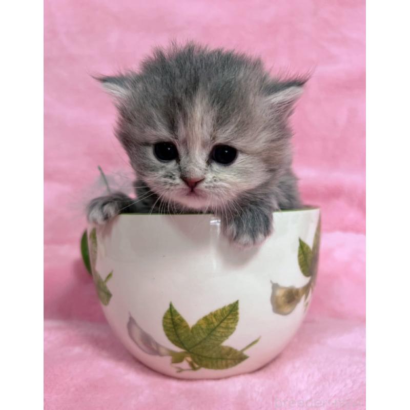 販売中の千葉県のサイベリアン-134380の2枚目