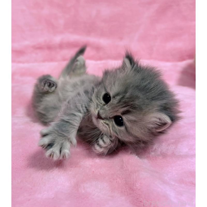 販売中の千葉県のサイベリアン-134381の10枚目