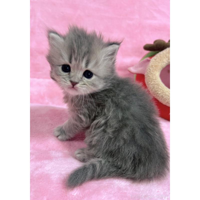 販売中の千葉県のサイベリアン-134381の9枚目