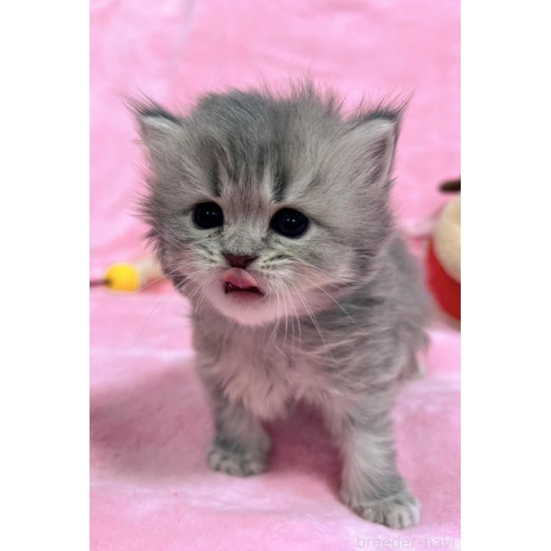 販売中の千葉県のサイベリアン-134381の8枚目