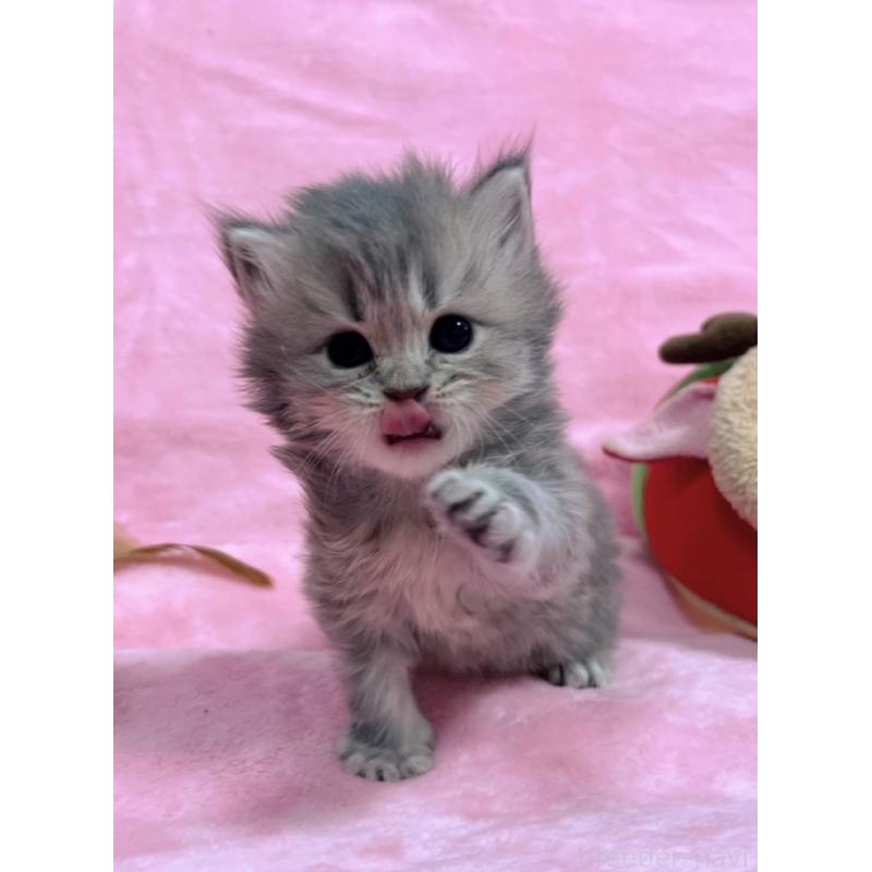 販売中の千葉県のサイベリアン-134381の7枚目