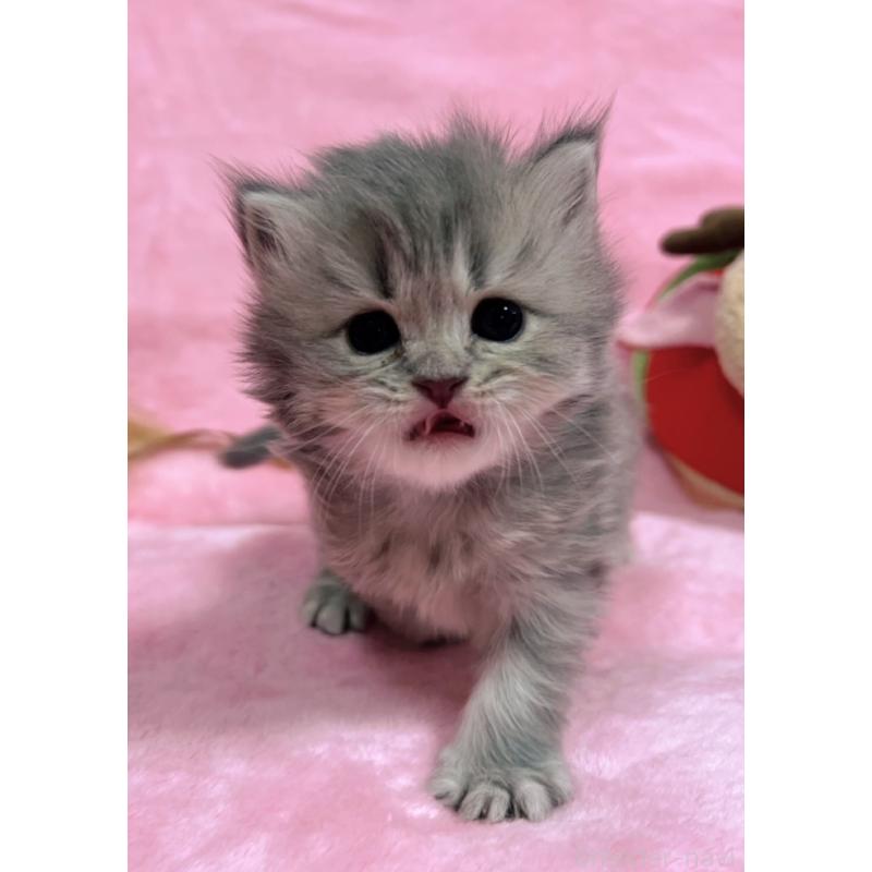 販売中の千葉県のサイベリアン-134381の6枚目