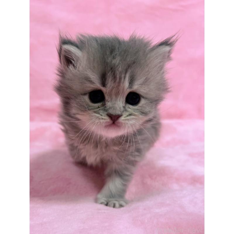 販売中の千葉県のサイベリアン-134381の5枚目