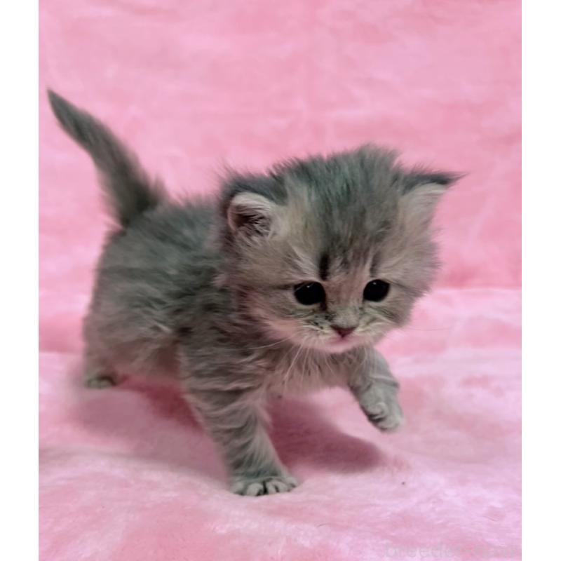 販売中の千葉県のサイベリアン-134381の4枚目