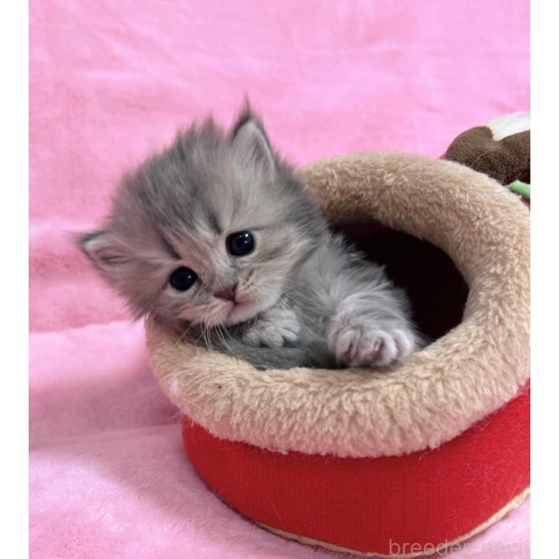 販売中の千葉県のサイベリアン-134381の3枚目