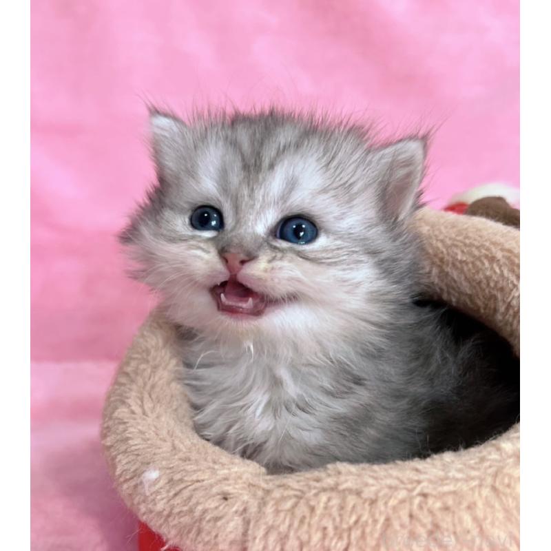 販売中の千葉県のサイベリアン-134382の10枚目