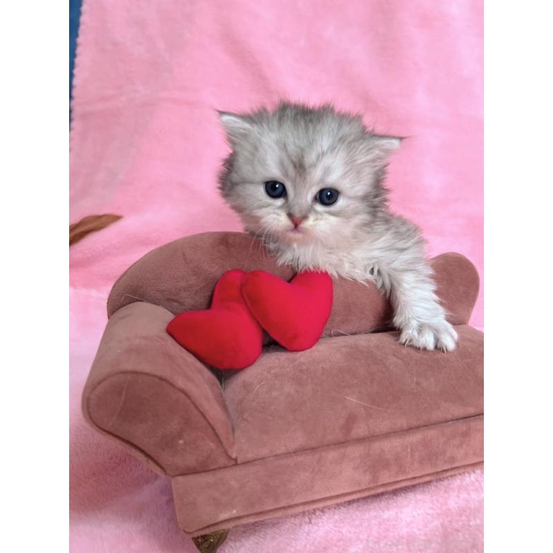 販売中の千葉県のサイベリアン-134382の9枚目