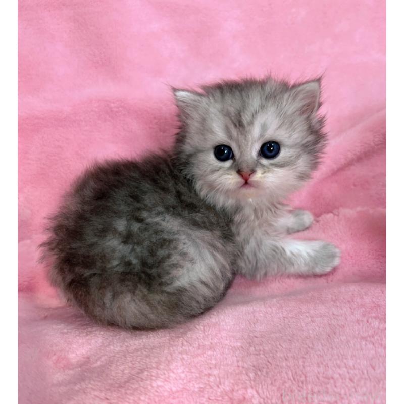 販売中の千葉県のサイベリアン-134382の8枚目