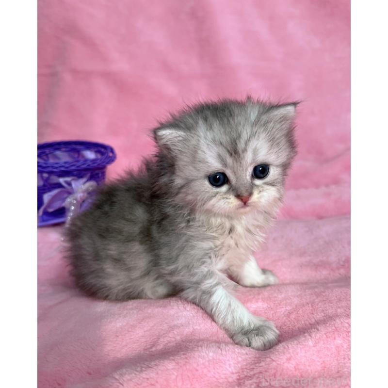 販売中の千葉県のサイベリアン-134382の4枚目